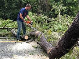 Best Tree Risk Assessment  in Pinehurst, ID