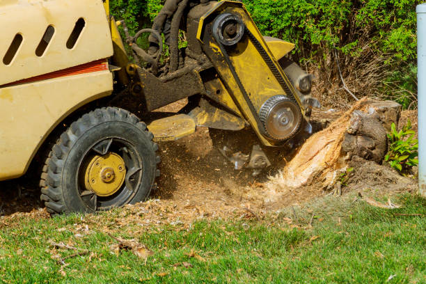 Best Root Management and Removal  in Pinehurst, ID