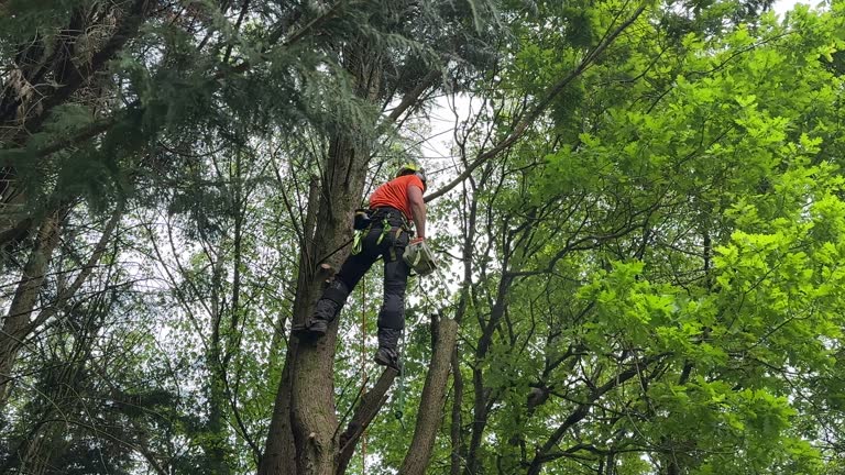 Best Arborist Consultation Services  in Pinehurst, ID