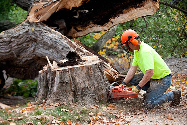 Best Tree and Shrub Care  in Pinehurst, ID